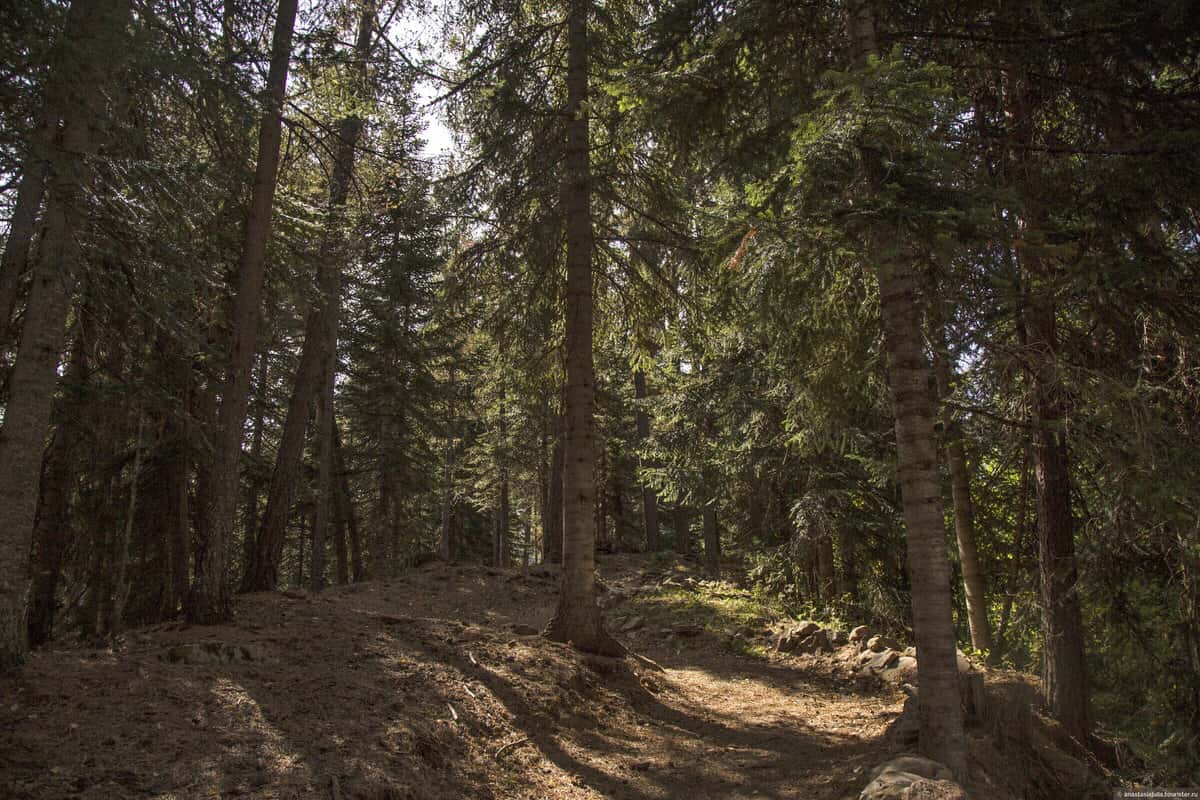 Лесная экотропа